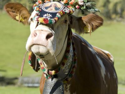 Zum Almabtrieb ins Zillertal